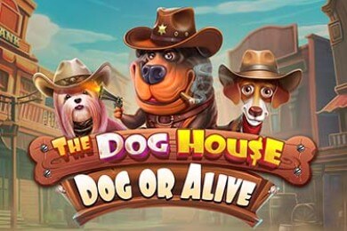 Thedoghousedogoralive Тайгер Казино играть